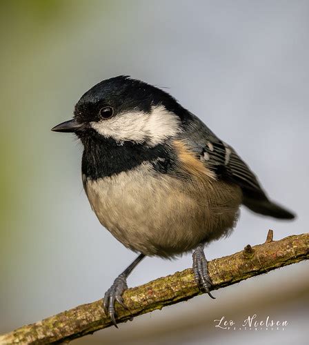 cole tits|Coal Tit Periparus ater